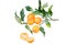 Kumquat isolated on on white background. Kumquats, cumquats small fruit-bearing tree in flowering plant family Rutaceae. Round