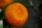 Kumquat ripe fruit