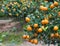 Kumquat, the symbol of Chinese lunar new year