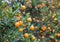 Kumquat, the symbol of Chinese lunar new year