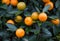 Kumquat, the symbol of Chinese lunar new year