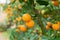 Kumquat, the symbol of Vietnamese lunar new year. In nearly every household, crucial purchases for Tet include the peach and kumqu