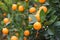 Kumquat, the symbol of Vietnamese lunar new year. In nearly every household, crucial purchases for Tet include the peach and kumqu