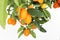 Kumquat tree branch