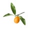 Kumquat tree branch with ripe fruit isolated on white