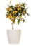 Kumquat  tree in flower pot isolated