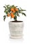 Kumquat tree in flowerpot