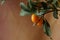 Kumquat tree and fruits