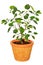 Kumquat tree potted