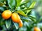 Kumquat Trees, For good luck and wealth. Chinese new year, Generative AI