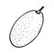 Kumquat vector illustration, hand drawing doodle