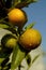 Kumquats Closeup