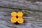 Kumquats, cumquats, a group of small, angiosperm, fruit-bearing trees in the family Rutaceae, golden orange, an edible fruit