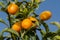 Kumquats growing. Southern Israel