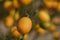Kumquats growing. Southern Israel