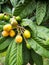 Kumquats Growing on Tree