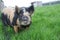 Kune Kune pig grazing in a field