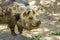 Kunekune New Zealand Native Pig Eating