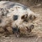 Kunekune pig