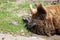 Kunekune Pig in the Mud