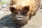 Kunekune Pig Sus scrofa domesticus