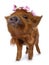 Kunekune piglet on white background