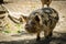 Kunekune Walking, New Zealand Native Pig Eating