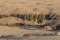 Kunene River in front of towering ancient Namib Desert sand dunes of Namibia and Angola