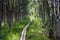 Kungsleden footpath with Wooden Planks