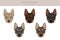 Kunming wolfdog clipart. Different coat colors set