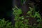 Kunzia amthicola. Close-up of Vaccinium vitis Idea coralle in the garden. High quality images