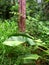 Kuranda Rainforest Queensland Australia