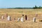 Kurgan stelae at Ruins of Balasagun in Tokmok, Kyrgyzstan. Balasagun is part of the World Heritage