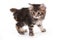 Kuril Bobtail kitten