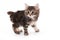 Kuril Bobtail kitten