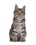 Kurilean Bobtal cat kitten on white background