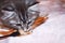 Kurilian Bobtail kitten blue silver tabby plays