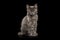 Kurilian Bobtail Kitten on Isolated Black Background