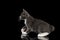 Kurilian Bobtail Kitten on Isolated Black Background