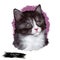 Kurilian bobtail kitten isolated on white background. Digital art illustration of hand drawn little pet for web. Head of domestic