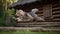 Kurilian Bobtail\\\'s Graceful Leap on a Russian Dacha