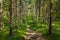 Kurjenrahka National Park. Nature trail. Green forest at summer time. Turku, Finland. Nordic natural landscape. Scandinavian