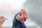 Kuroiler Chicken. Full-grown Kuroiler chicken playing in group. Kuroiler is a hybrid breed of chicken