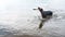 Kurzhaar dog carrying stick in lake or river water