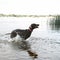 Kurzhaar dog carrying stick while running in lake