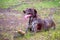 Kurzhaar hunting dog in the forest plays with a stick