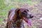 Kurzhaar hunting dog in the forest plays with a stick