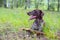 Kurzhaar hunting dog in the forest plays with a stick