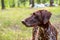 Kurzhaar hunting dog in the forest plays with a stick