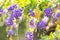 KusadasÄ±, Turkey. Purple Flowers Of Duranta Erect. Branches Of Bush On Green Blurred Background